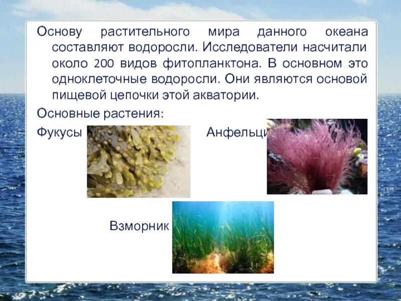 Океан составить предложение. Океан составить предложение