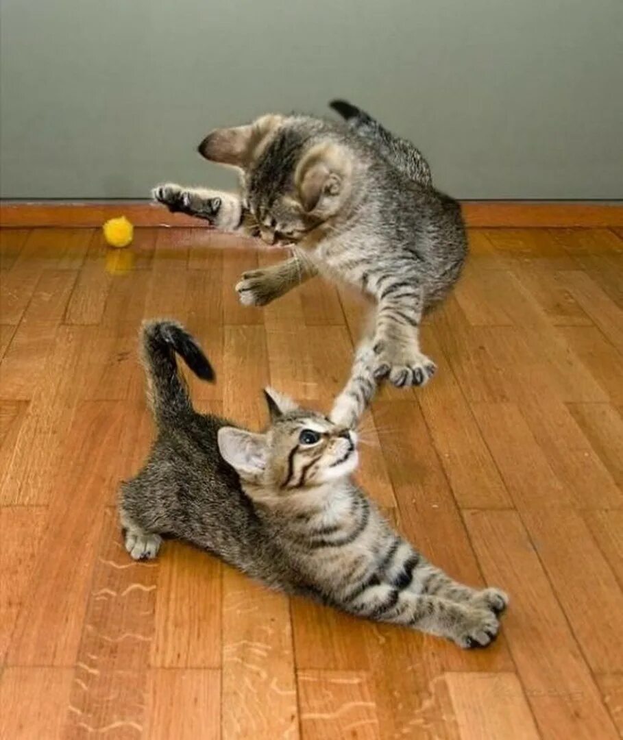 Про котенка играющего