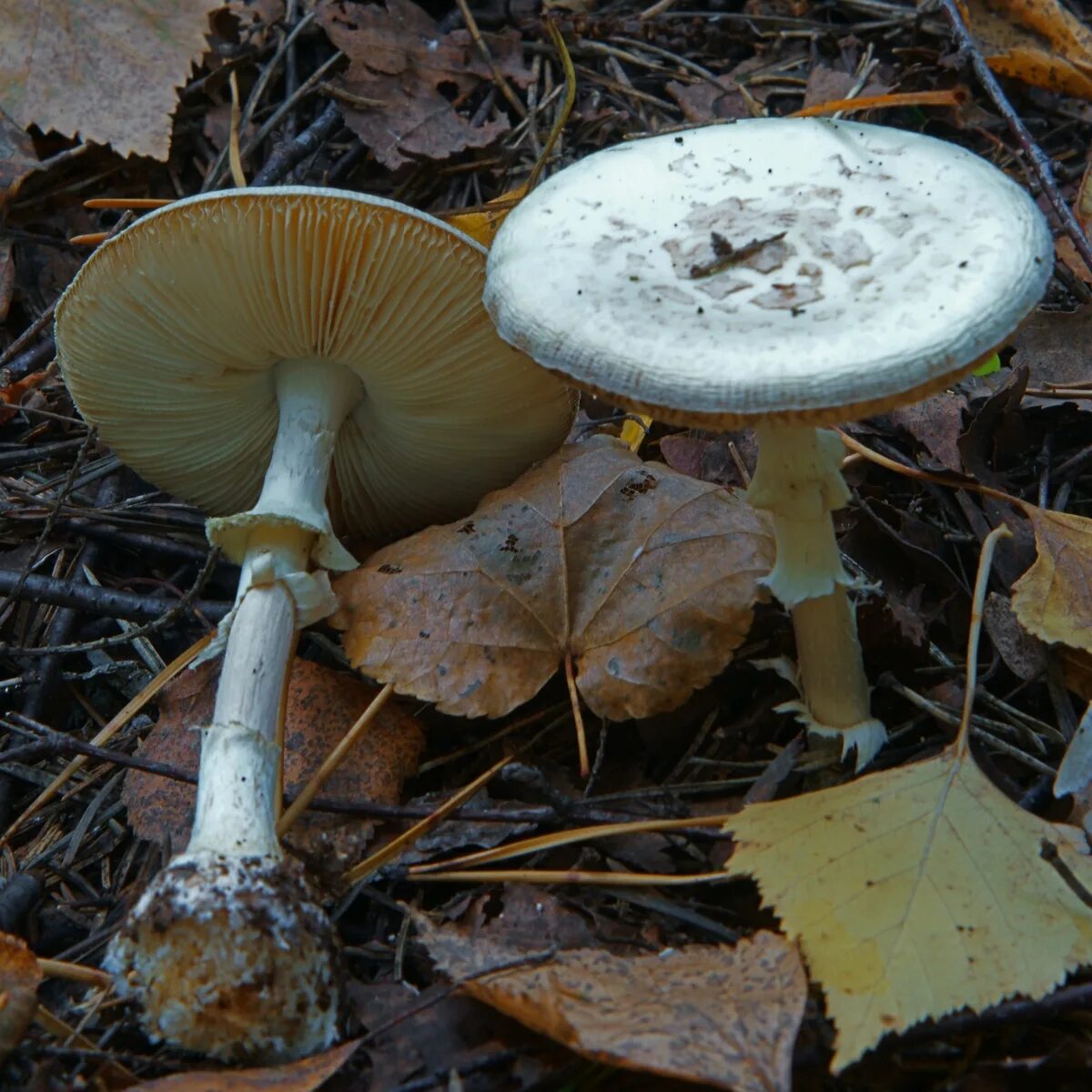 Мухомор поганковидный. Мухомор поганковидный Amanita citrina. Amanita citrina - мухомор лимонный или желто-бледная поганка;. Грибы пластинчатые бледная поганка. Какие грибы похожи на поганки