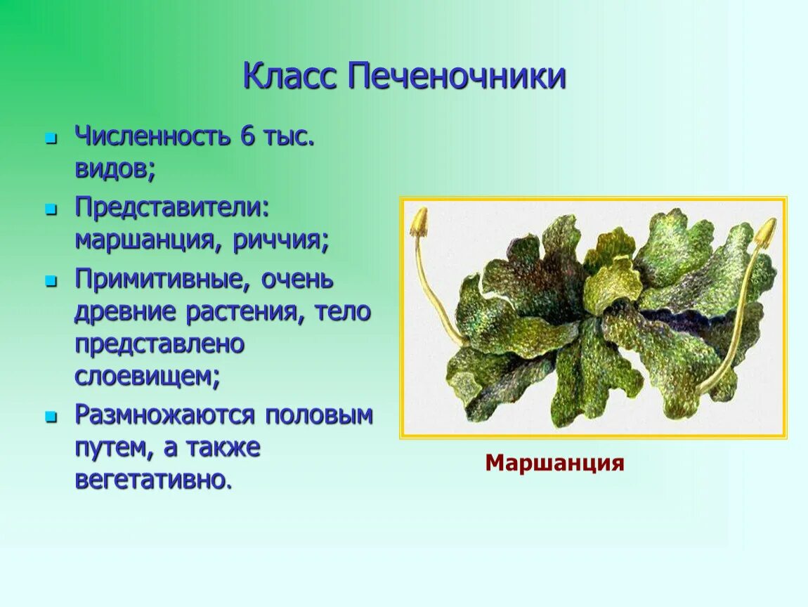 Примеры мхов 7 класс. Печеночные мхи (печёночники). Класс печеночники маршанция. Печеночники Моховидные. Печеночники (маршанция) ризоиды.