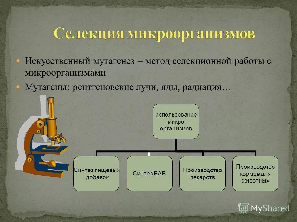 В селекции микроорганизмов не используется мутагенез. В селекции микроорганизмов не используется мутагенез. Метод селекции искусственный мутагенез. Индуцированный мутагенез в селекции растений. В селекции микроорганизмов не используется мутагенез.