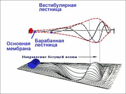 Теория бекеши