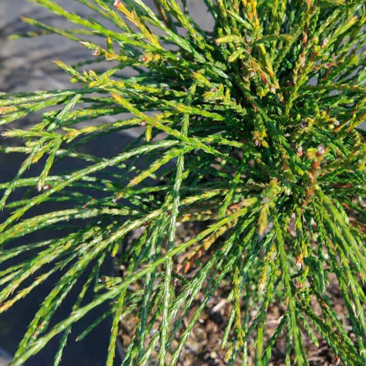 Thuja plicata whipcord. Можжевельник Випкорд. Туя складчатая вип корт. Туя складчатая Кегерс Бьюти. Туя складчатая вилкард.