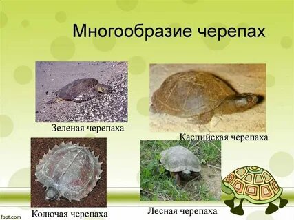 Черепные представители