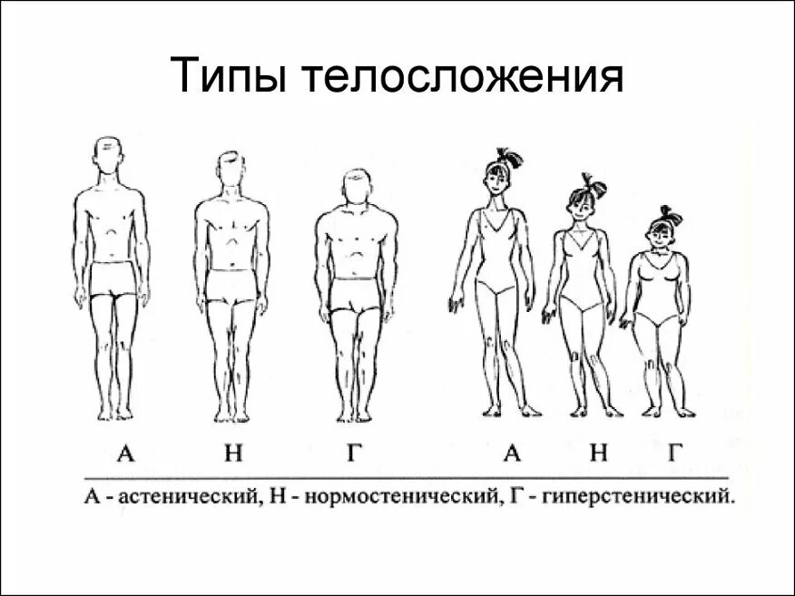 Тип тела 8. Типы телосложения астенический нормостенический и гиперстенический. типы конституции тела человека астеник. тип конституции астенический гиперстенический нормостенический. астеник тип телосложения.