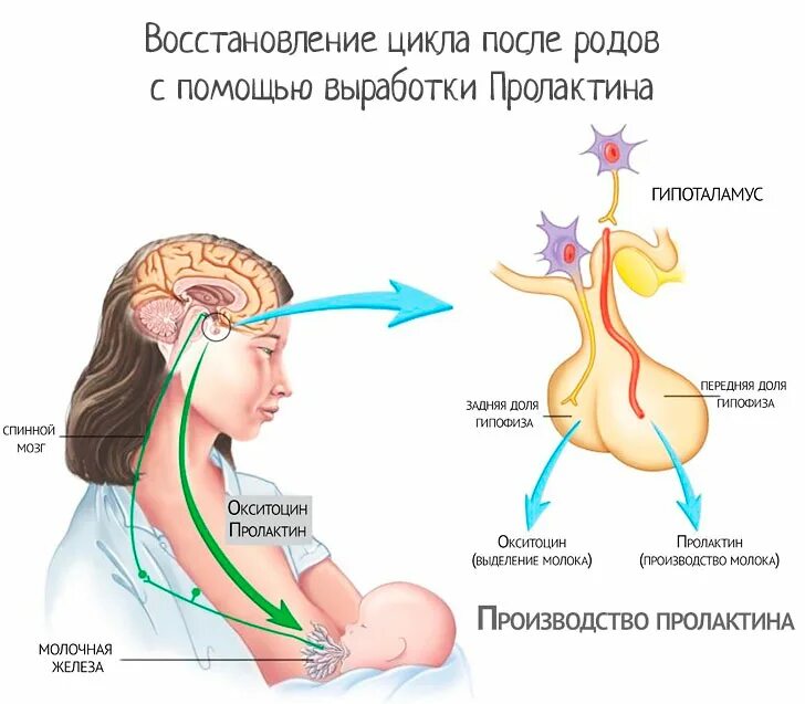 Через сколько восстанавливается цикл после