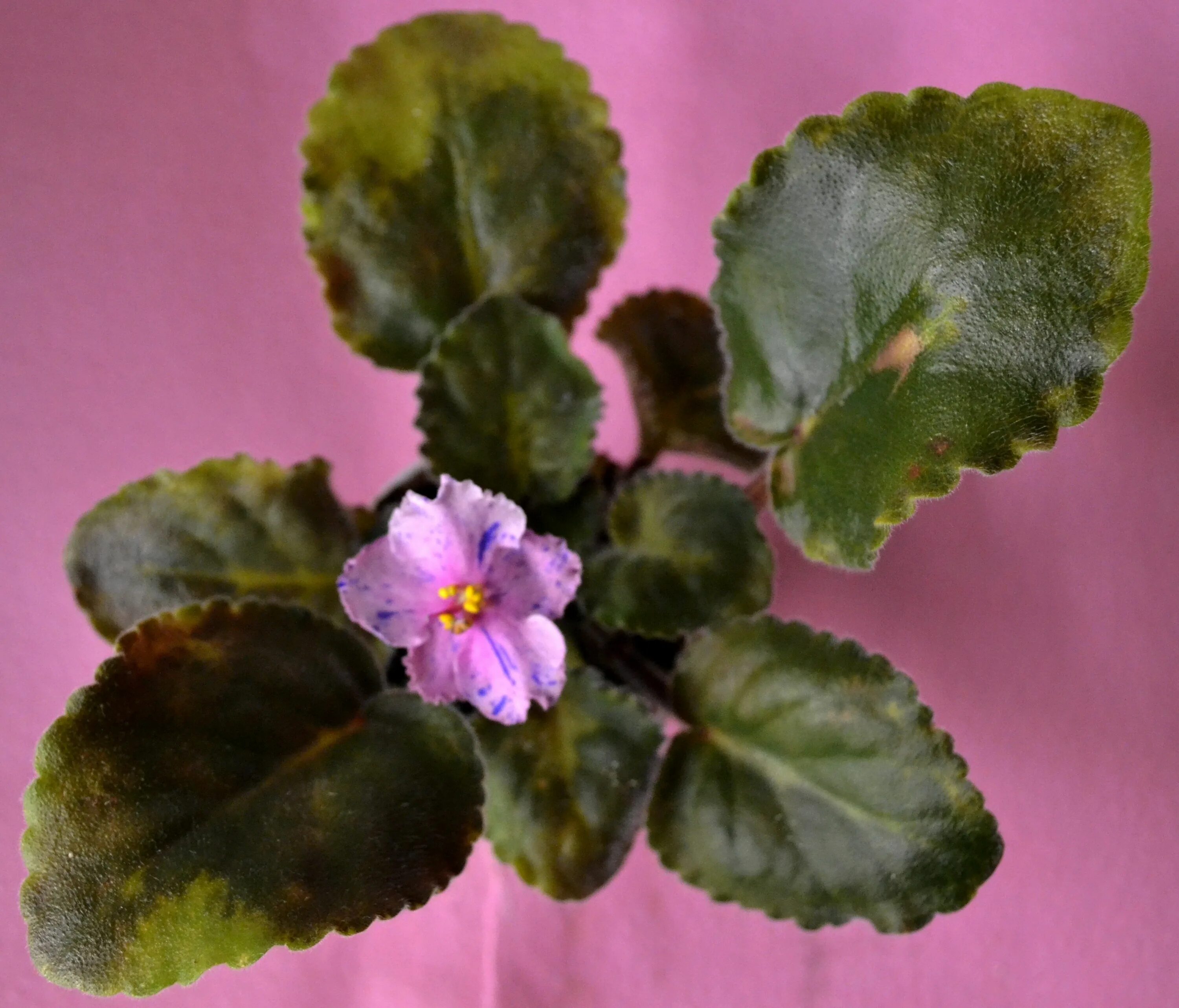 Озон фиалка. Фиалка Наденька. Фиалка Saintpaulia. Фиалка African Violet Gillian. Фиалка сорт Джиллиан.