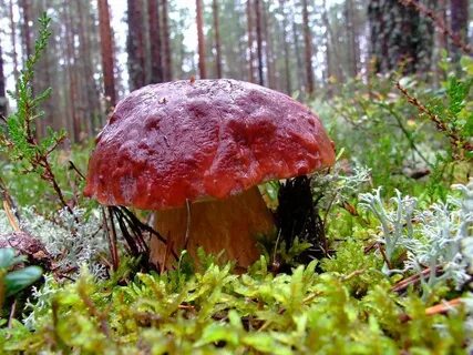 Грибы родного края