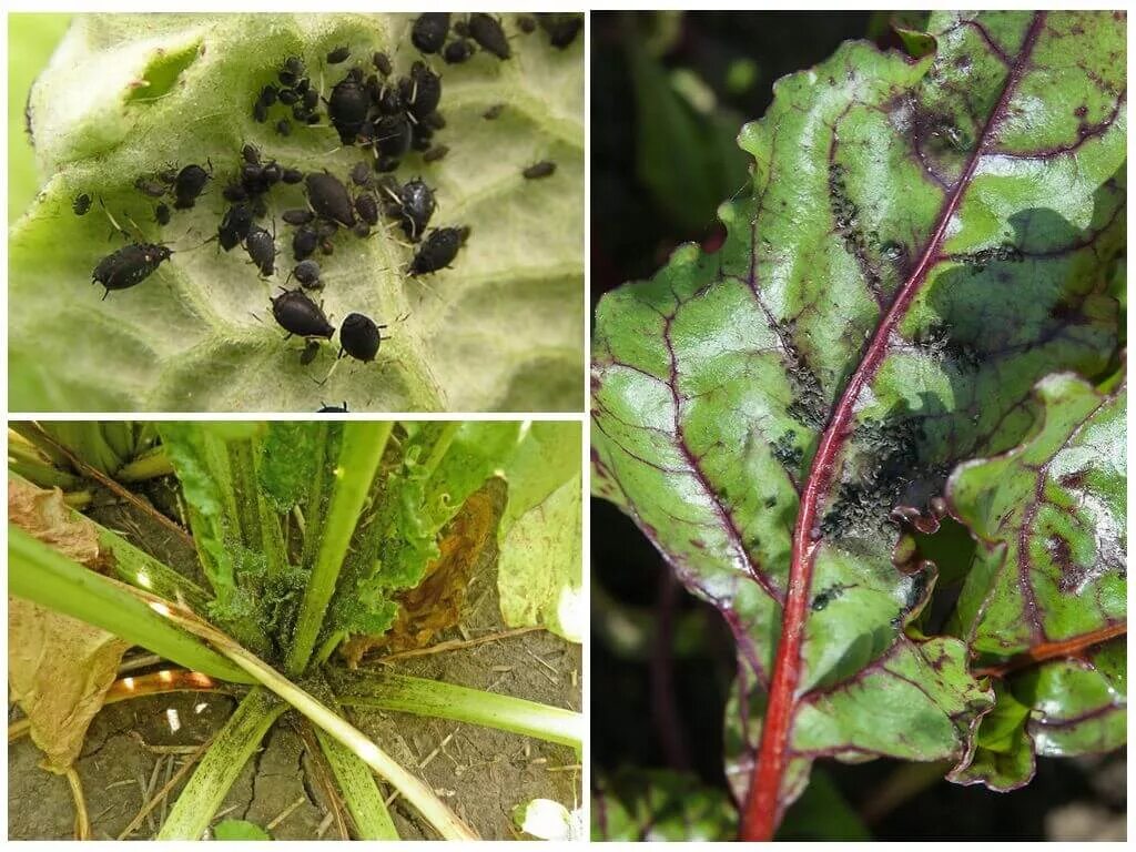 Cercospora leaf spot of beet Flickr