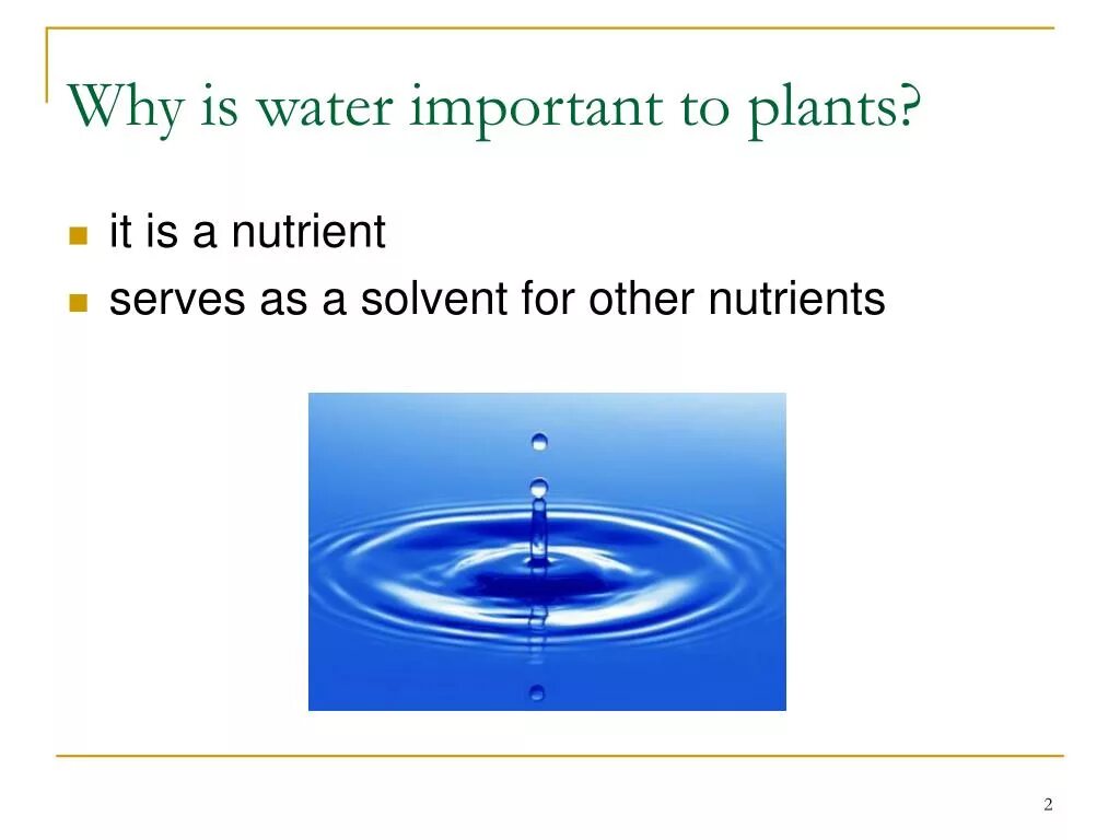Why is the Water important?. Importance of Water. Why Water is so important. Why Plants are important.