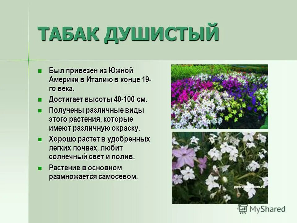 Душистый горошек риппл микс. Душистый колосок. Душистый значение. Табак душистый семейство. Табак это определение.