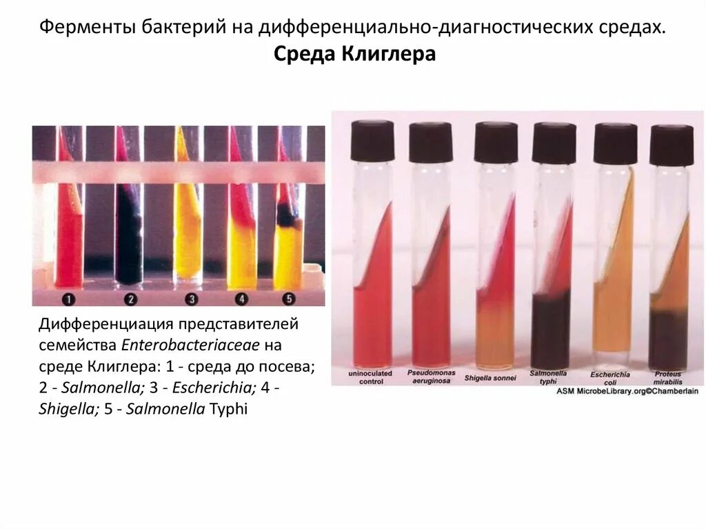 Среда разложения. Рост сальмонелл на среде клиглера. среда клиглера шигеллы. среда клиглера микробиология. среда клиглера состав.