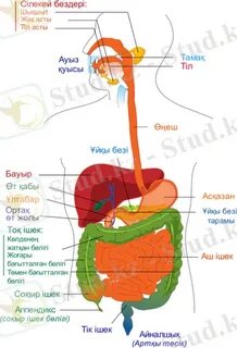 Порно Светлана Денисовна онлайн
