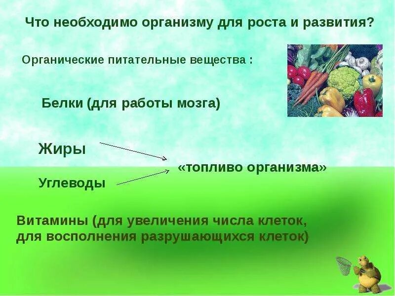 Какие дополнительные условия необходимы для правильного развития. Что необходимо для роста и развития человека. Необходимые условия для роста и развития человека. Что необходимо человеку для развития. Условия необходимые для правильного роста и развития человека.