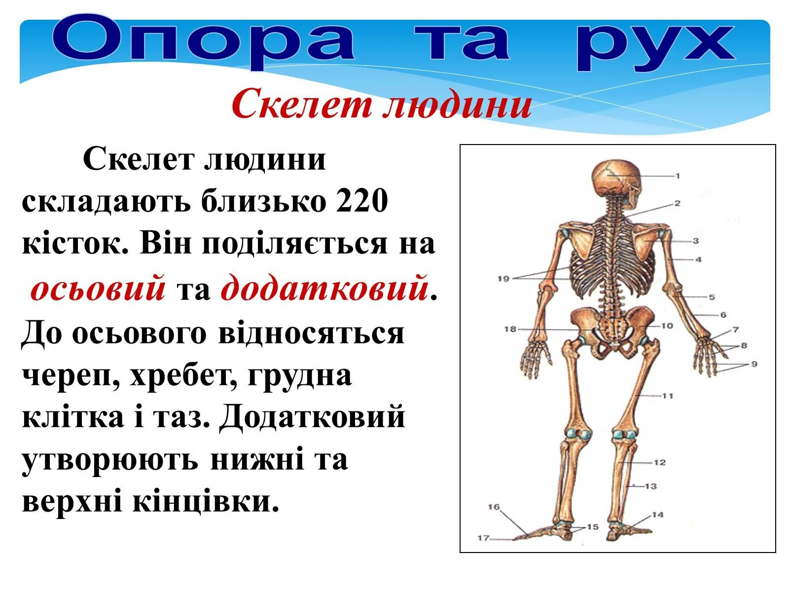 Скелет человека с названием костей 4 класс. Из чего состоит скелет человека 3 класс. Скелет опора мышцы. Скелет человека 3 класс окружающий мир. Скелетные мышцы туловища.