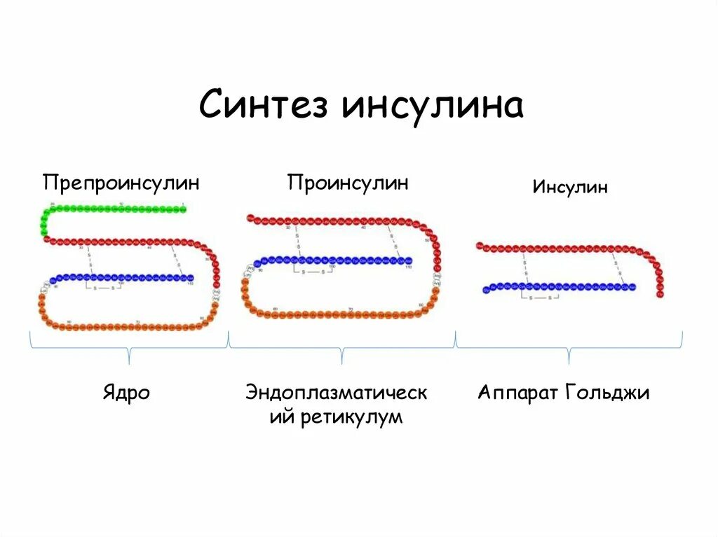 Синтез инсулина процесс. Этапы синтеза инсулина. Схема образования инсулина. Схема образования инсулина биохимия. Биосинтез инсулина схема биохимия.