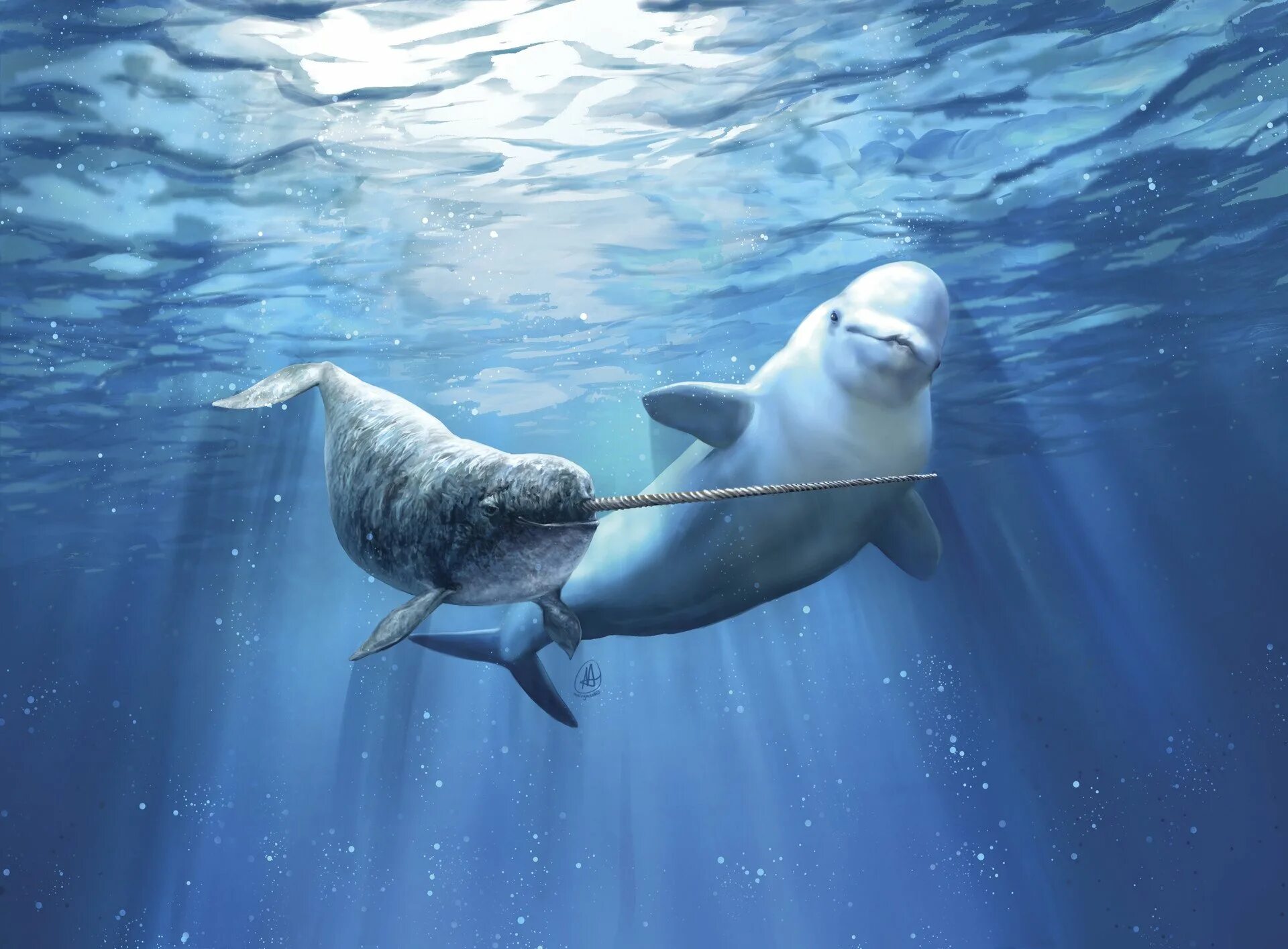Тюлень Белуха. Дельфин нарвал. Белуха в Карском море. Дельфин Белуха.