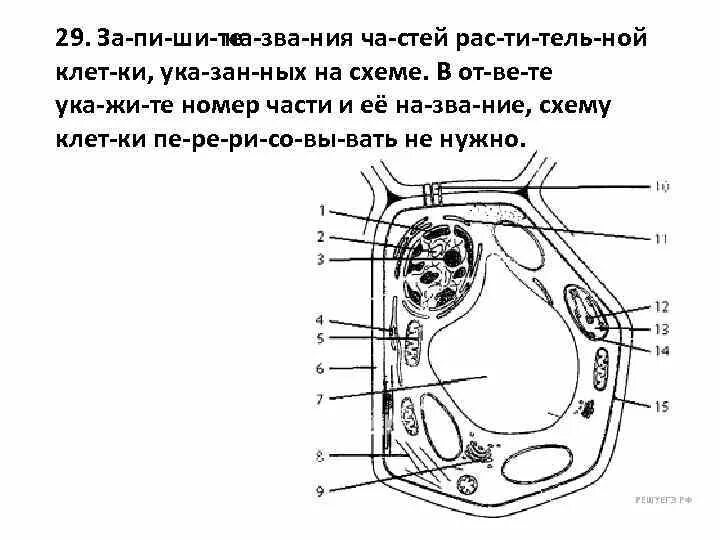 Название частей растительной клетки. Название частей растительной клетки на схеме. Запишите названия частей растительной клетки указанных на схеме. Клетка растения ЕГЭ.