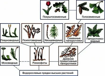Получение новых видов растений