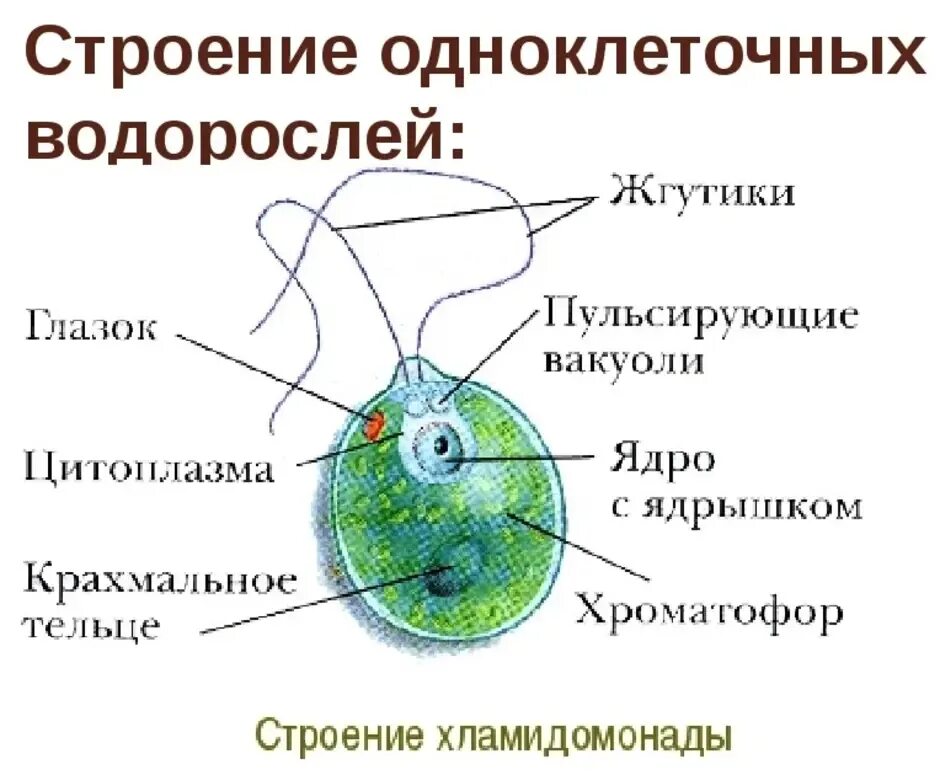 2 строение водорослей