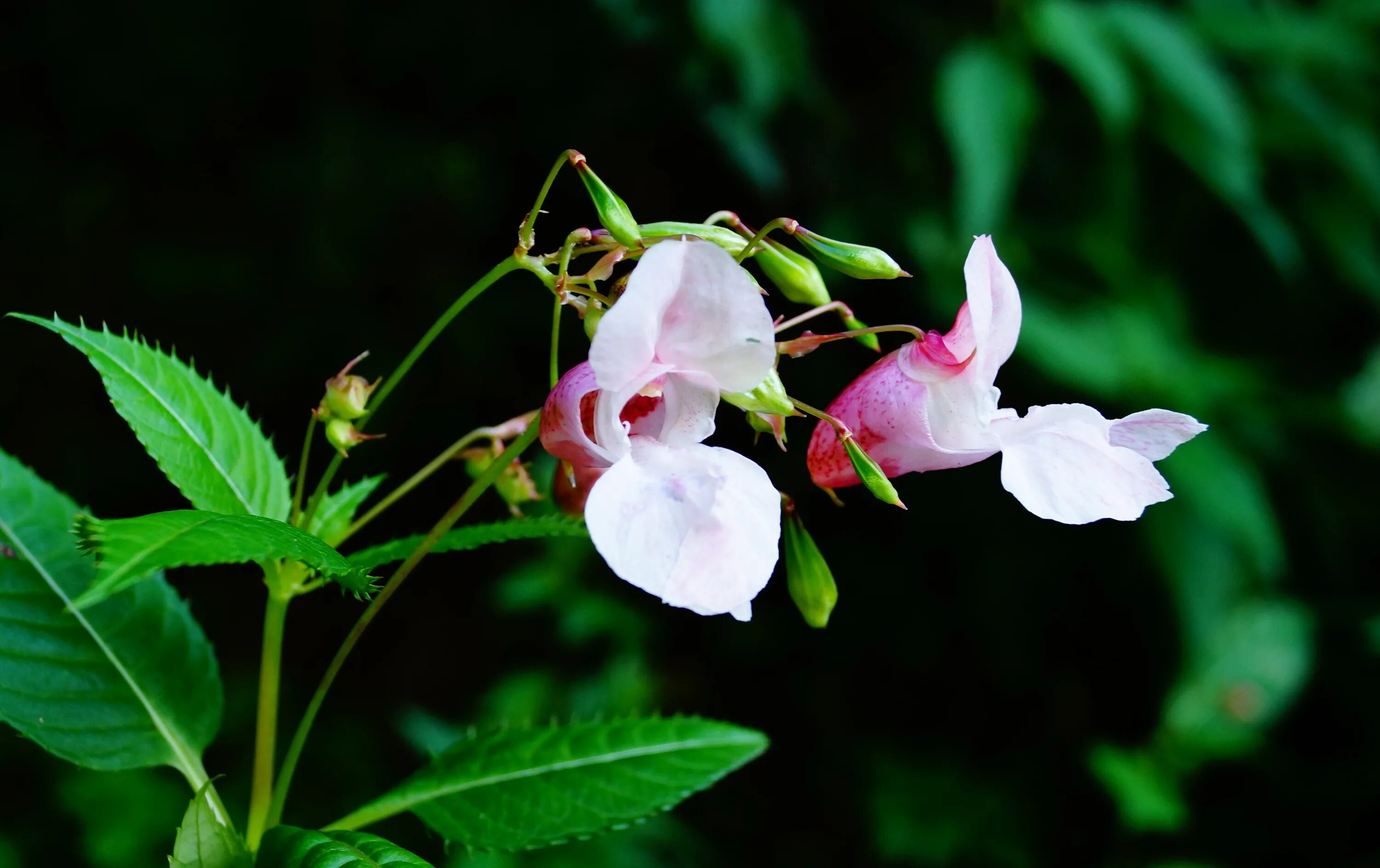 Impatiens glandulifera – бальзамин. Бальзамин недотрога дикий. Любимая адептка его величества 2. Ясе недотрога. Яся недотрога.
