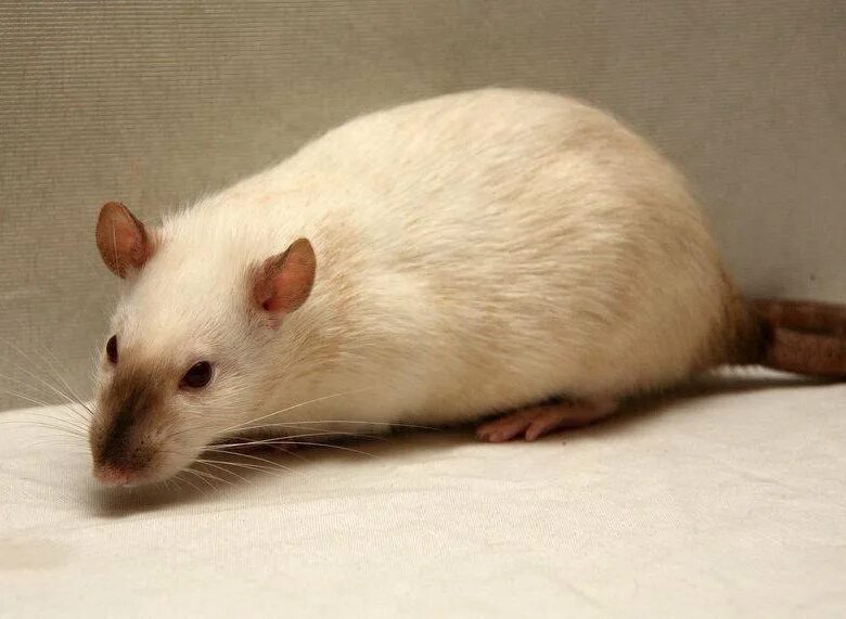 Крыса дамбо сиамский окрас. Сиамская крыса. Крыса дамбо сиамский окрас. Крыса дамбо сиамская. Гималайская крыса дамбо.
