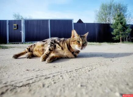 Фото каждую