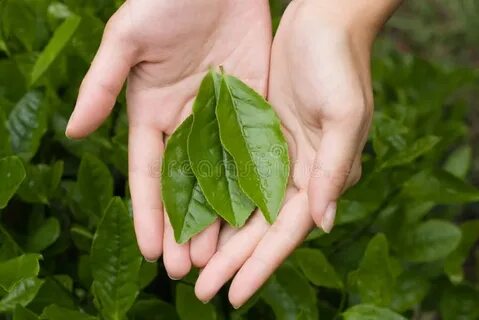 Leaf bliss чай
