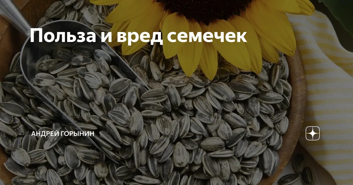 Лузгать семечки. Ест семечки. Семечки и гв. Вредны ли семечки.