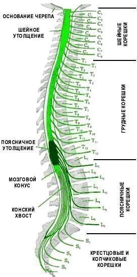 Конский хвост спинного мозга анатомия. Конский хвост спинного мозга сегменты. Конский хвост поясничное утолщение спинного мозга. Нервы конский хвост спинномозговые.