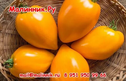 Томат сердце пустыни характеристика и отзывы отзывы