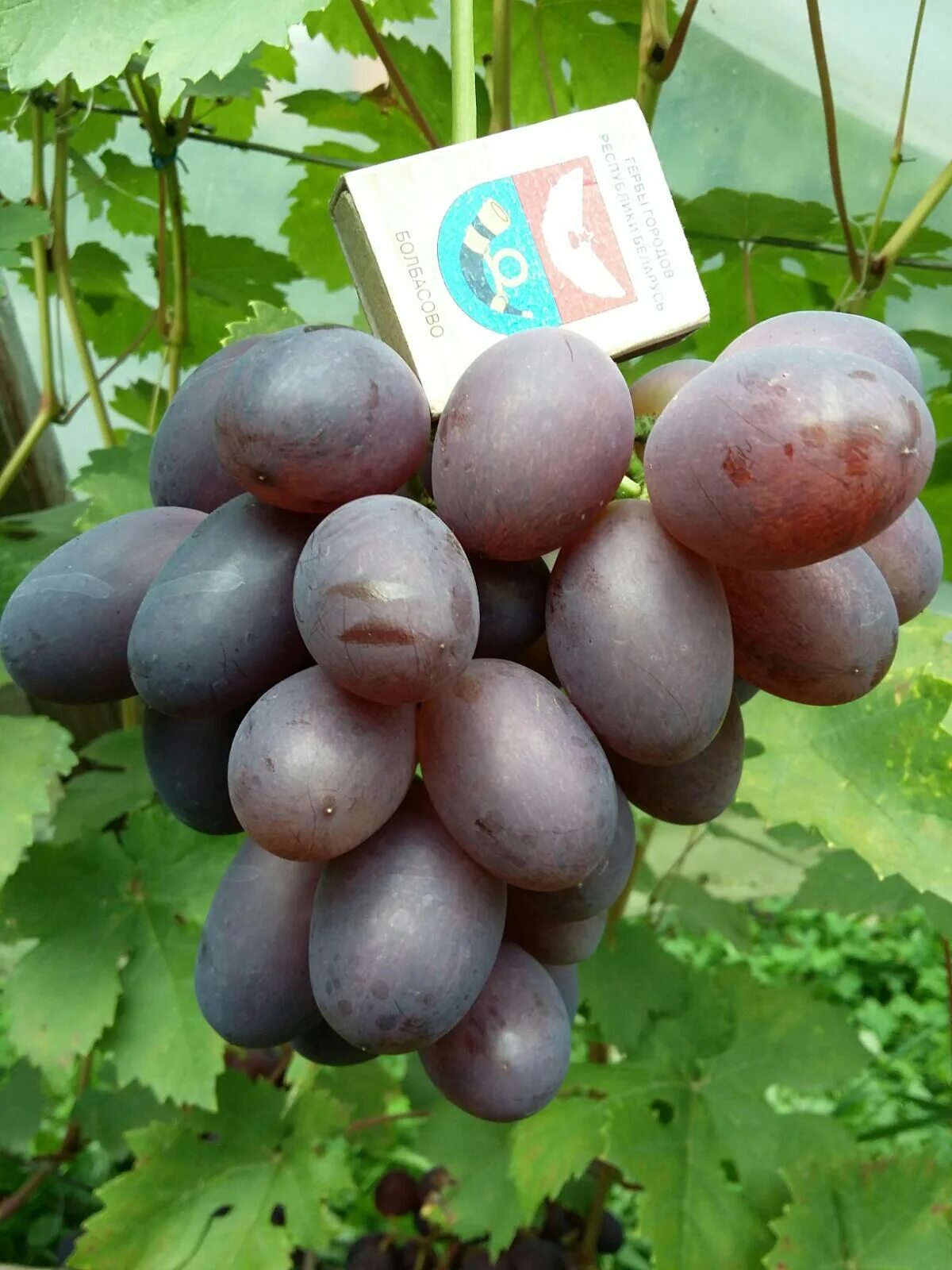 Виноград торнадо. Виноград кумир калугина. Посадка виноград алвика описание сорта. Виноград алвика описание сорта отзывы. Виноградный сорт алвика.