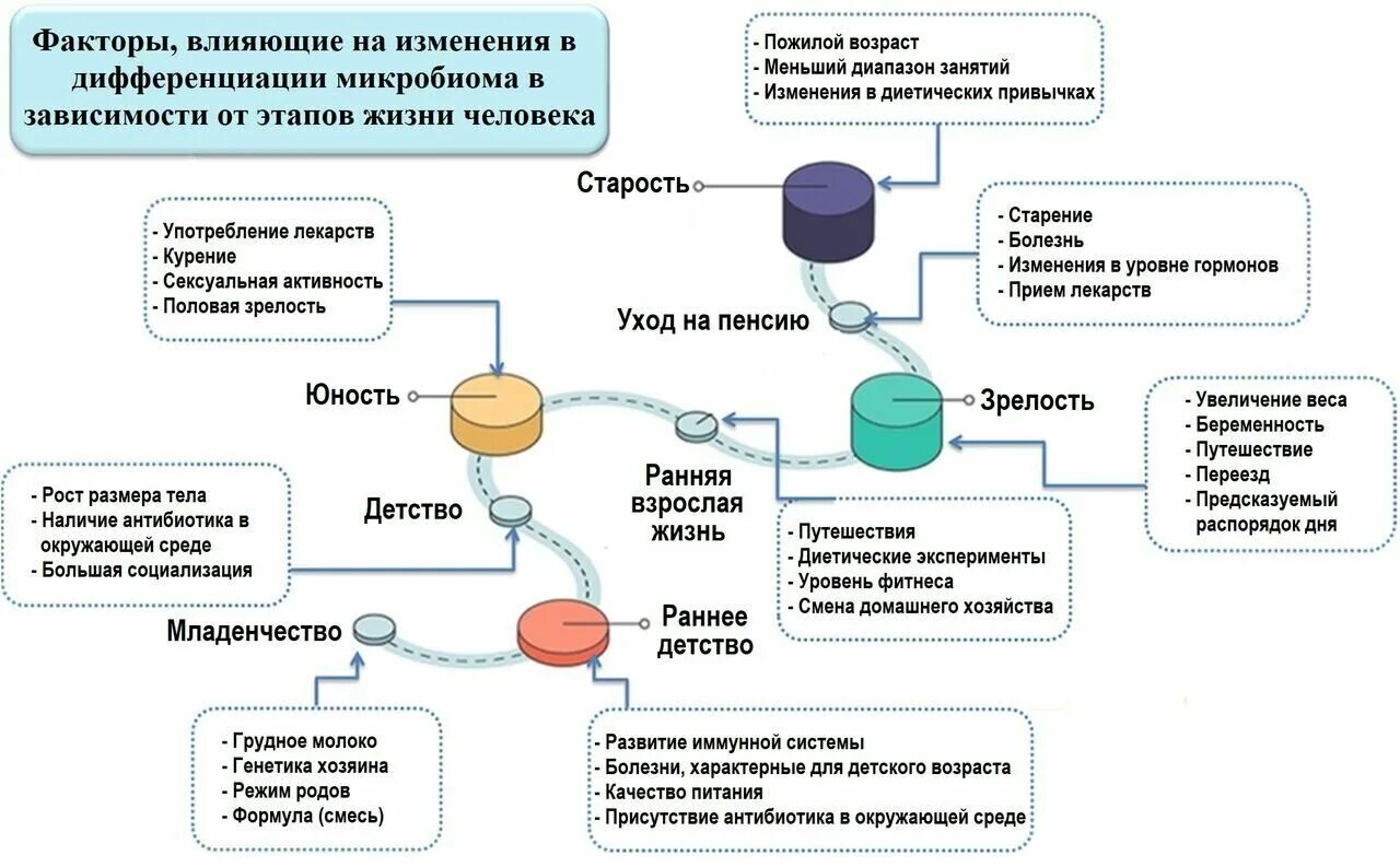 Структура микробиома не соответствует норме. Функции микробиома человека. функции микробиоты человека. кишечная микробиота факторы влияющие на микробиоту человека. кишечная микробиота факторы влияющие на микробиоту.