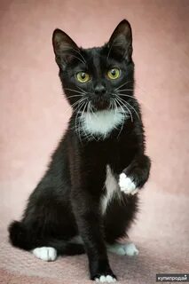 Добрые руки кошки нижний новгород