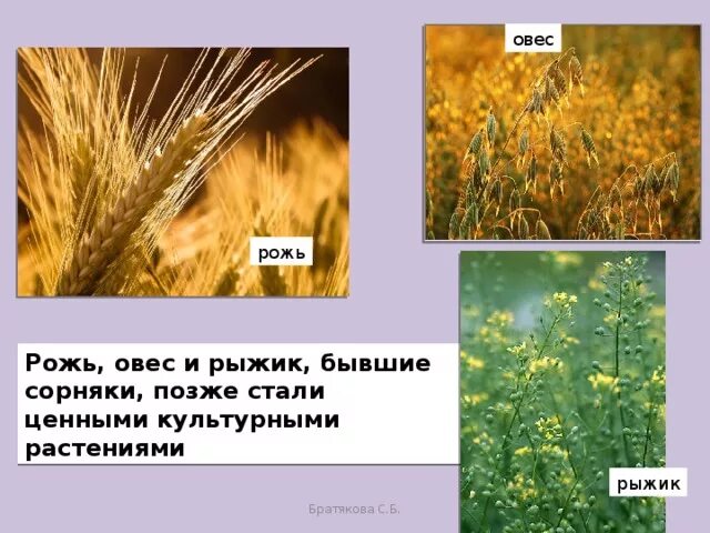 Рожь и овес. Рожь и овес фото. Шустов культурные растения рожь. Рожь описание растения. Шустов культурные растения читать