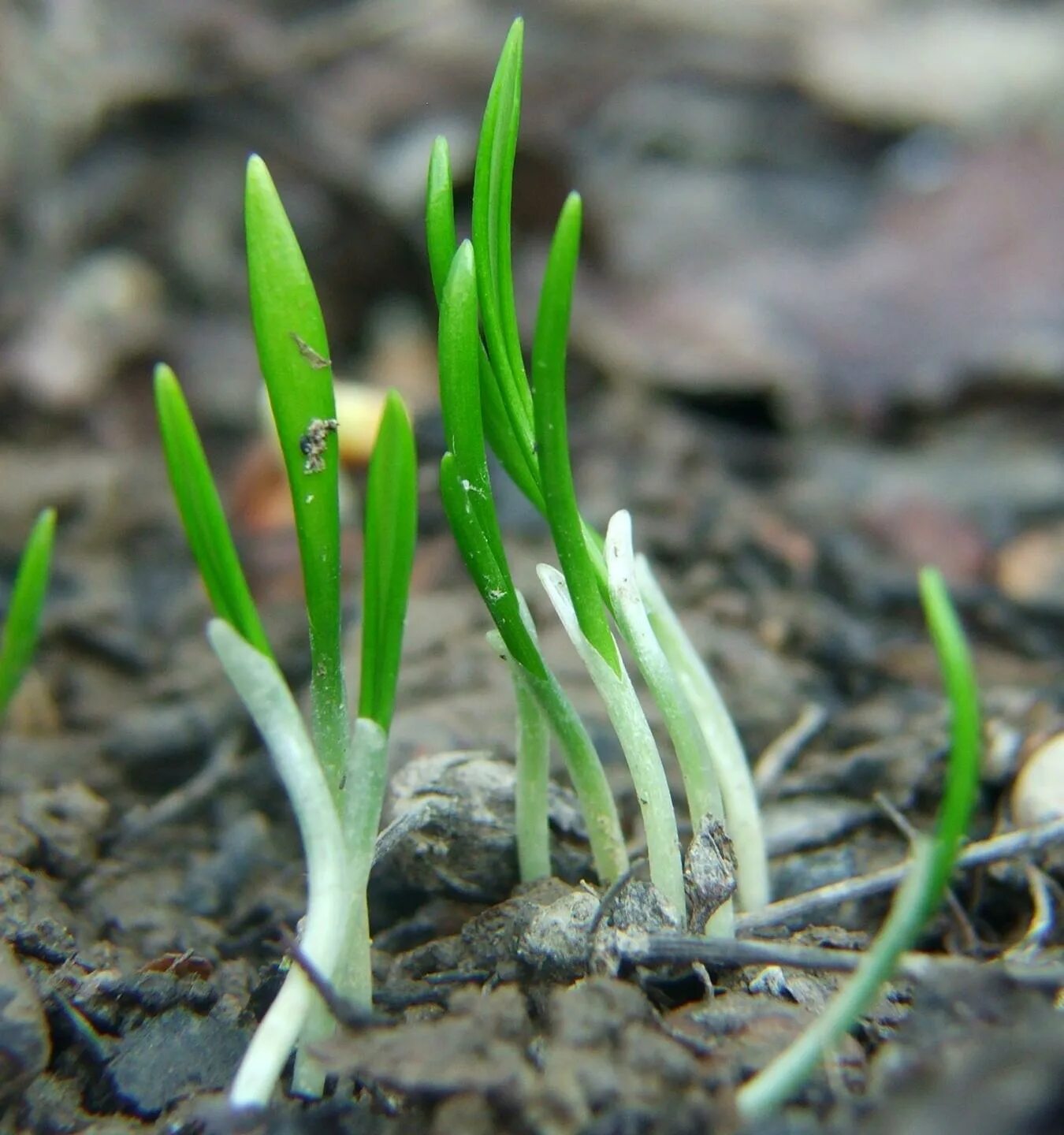 Черемша где посадить. Черемша. allium ursinum черемша. чемриша. черемша ростки.