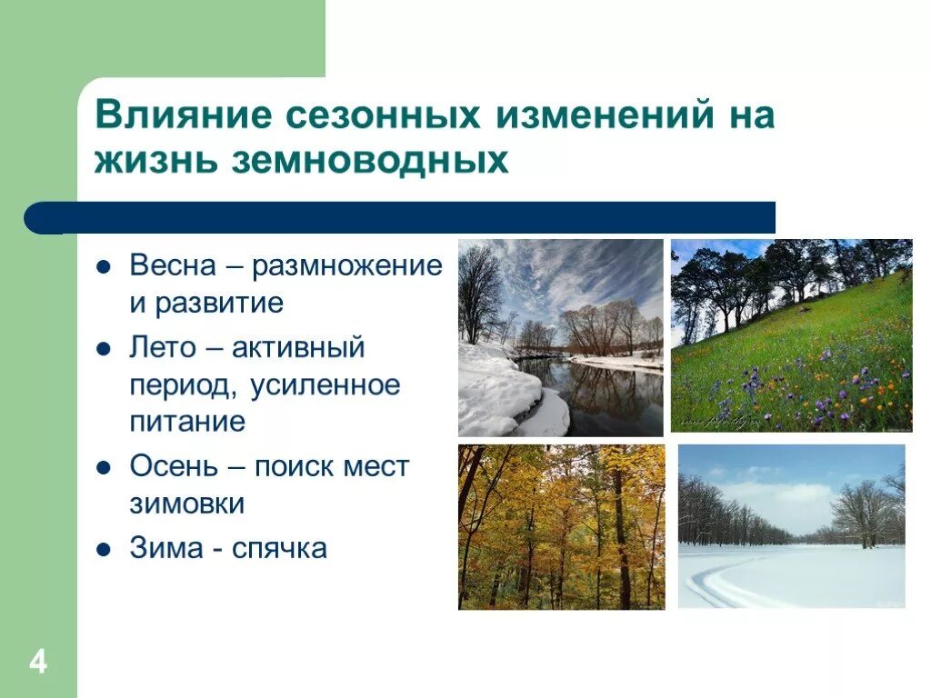 Видеоурок сезонные изменения в жизни организмов. Сезонные изменения в жизни. Сезонные изменения в природе. Сезонные изменения в жизни земноводных. Влияние сезонных изменений на жизнь земноводных.