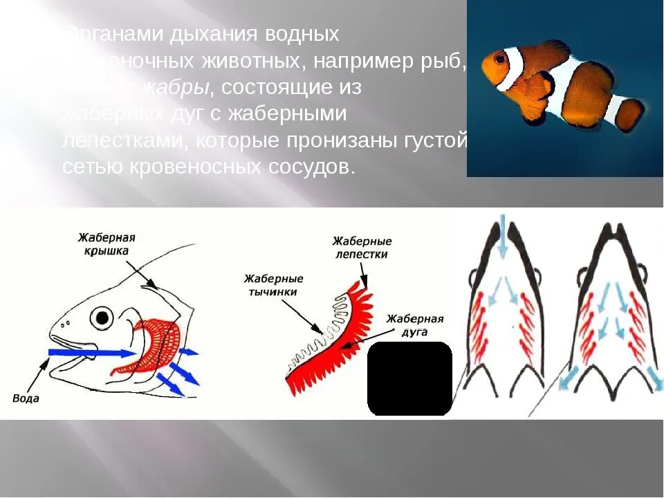 Органы дыхания водных животных. Органы водного дыхания рыб. Дыхательная система рыб. Органами дыхания многих водных животных например рыб являются.