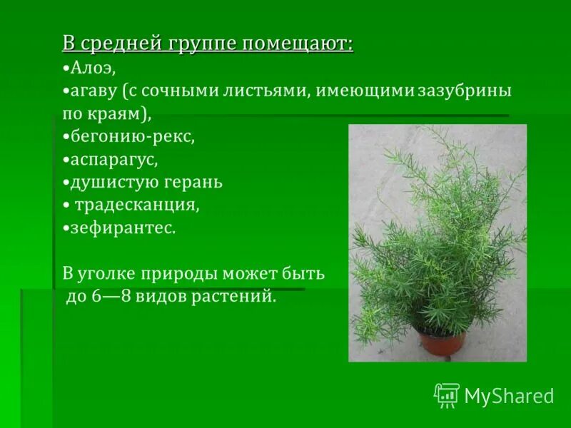 загадка к растению аспарагус. герань, хлорофитум, традесканция, аспарагус, бегония, кактус, алоэ. что лишнее береза лиственница герань аспарагус. родина аспарагуса комнатного растения. береза лиственница герань аспарагус лишнее 3 класс.