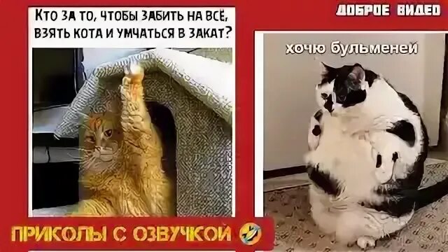 5 качеств кота