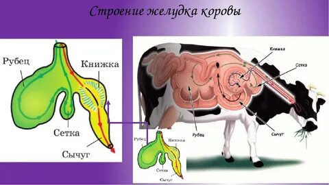 Какую особенность имеет желудок жвачных парнокопытных ответ