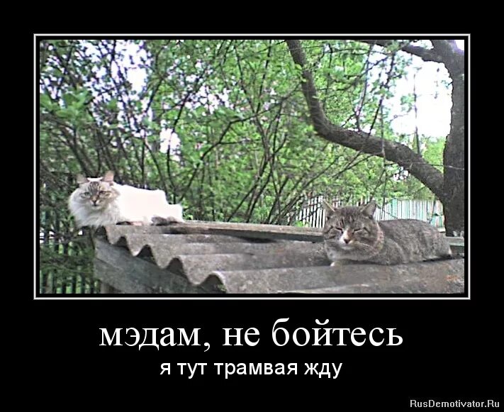 Жду трамвая. Песня я не такая жду трамвая. Песенка про трамвай. Катя дроздовская. Жду трамвая.