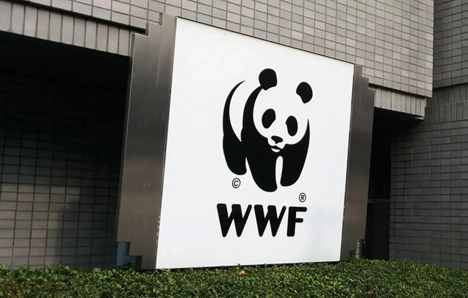 The world wildlife fund is an organization. Всемирный фонд дикой природы картинки. WWF России. Всемирный фонд природы WWF. Фонд дикой природы без людей,.