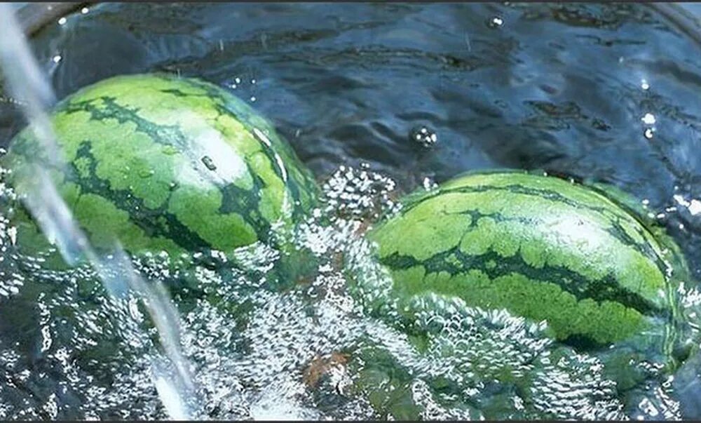 Арбузы в какой воде