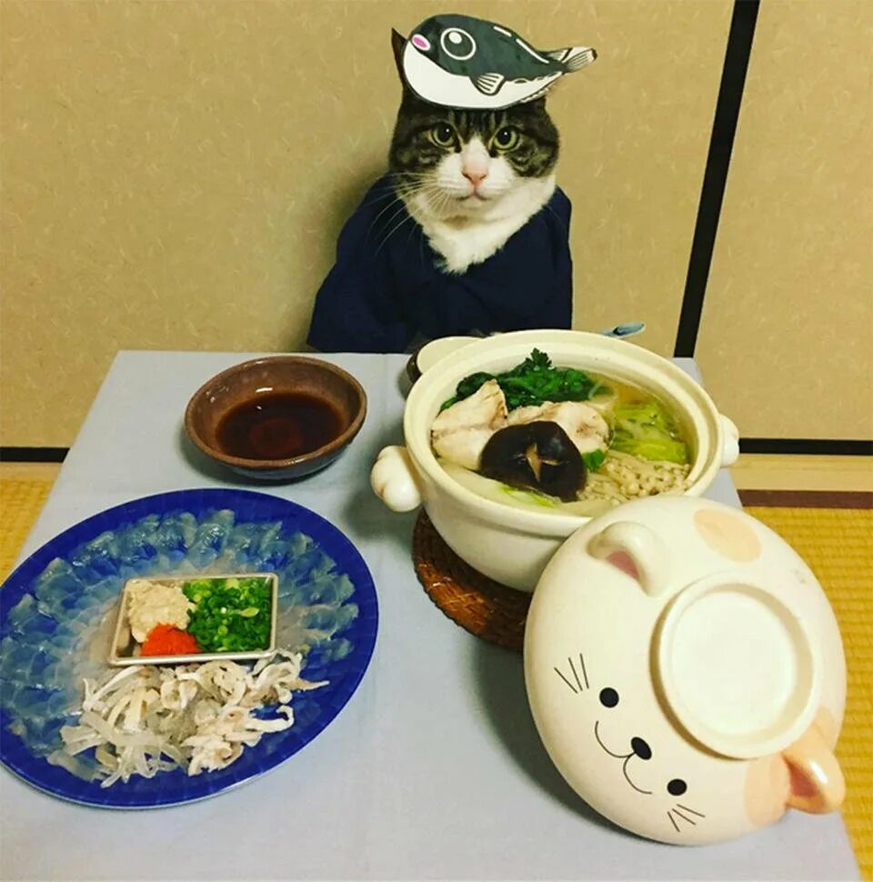 3 кота повар. Японский кот повар. Коты Гурманы. Терпеливый кот. Кот Гурман.