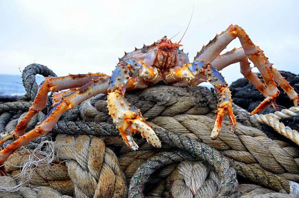 Аляскинский Камчатский краб. Камчатский Королевский краб. Краб Дальневосточный Камчатский. Аляскинский Королевский краб. Краб петропавловск камчатский