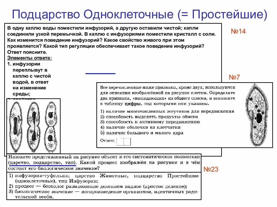 Подцарство простейшие признаки. Деление простейших организмов. Классификация одноклеточных простейших. Подцарство простейшие таблица.