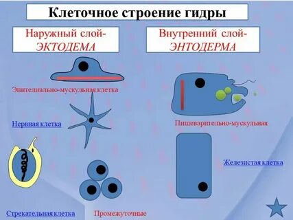 Слой тела эпителиально мускульные клетки