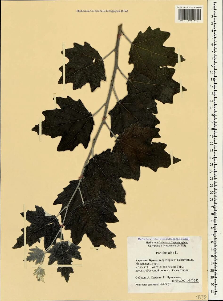 Манга маленький белый тополь. Тополь белый гербарий. Серебристый Тополь Крым. Классификация Тополь белый. Тополь белый пирамидальный.