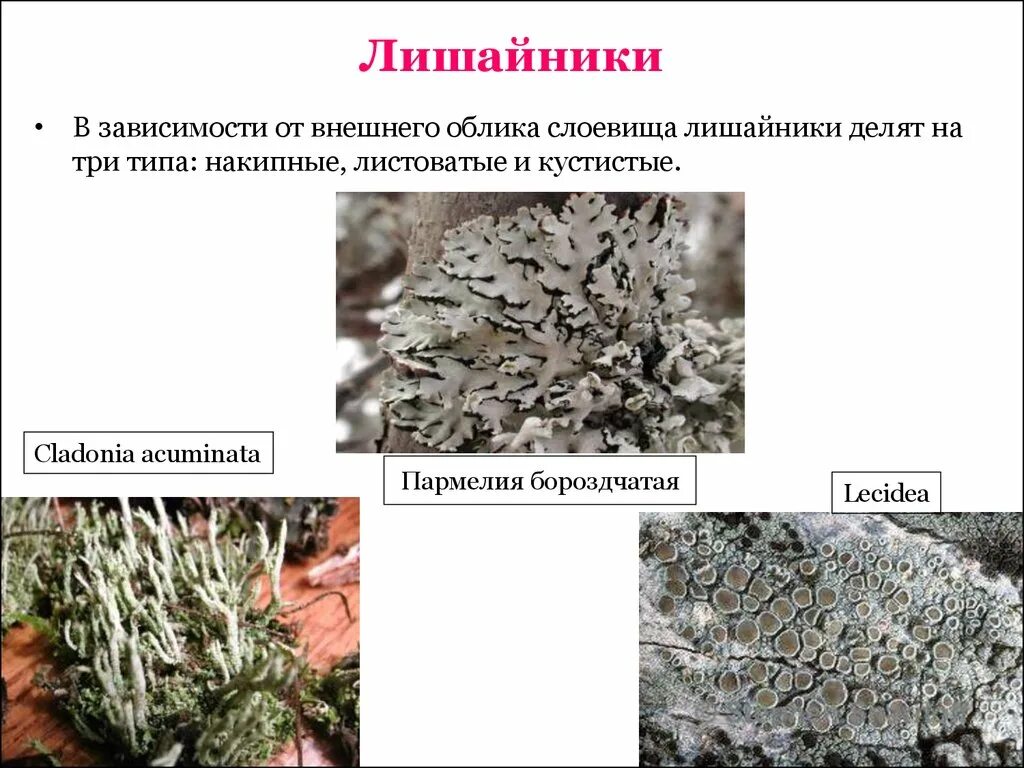 Характерные признаки лишайника. Кладонии слоевища. Лишайники делятся на. Признаки лишайников. Строение лишайника.